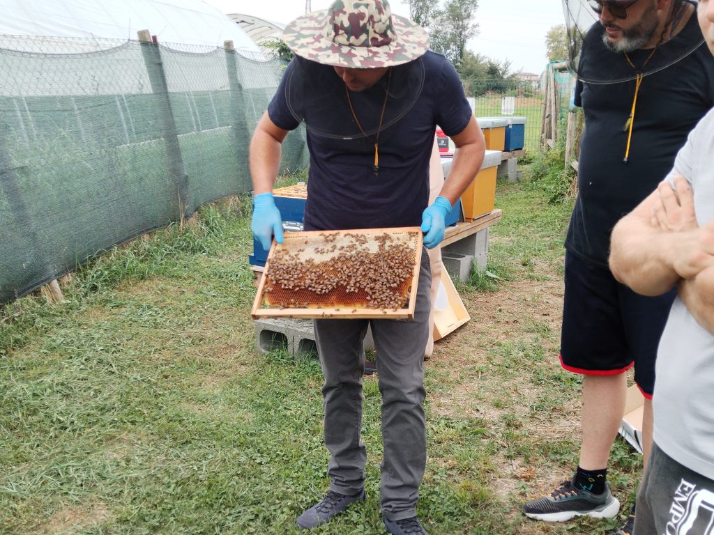 apicoltura_comunità